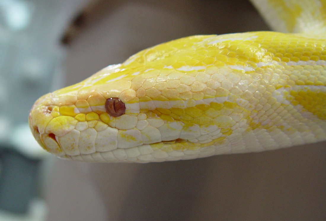 burmese python