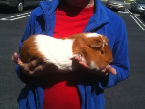 Cuy Criollo (Giant Guinea Pig 