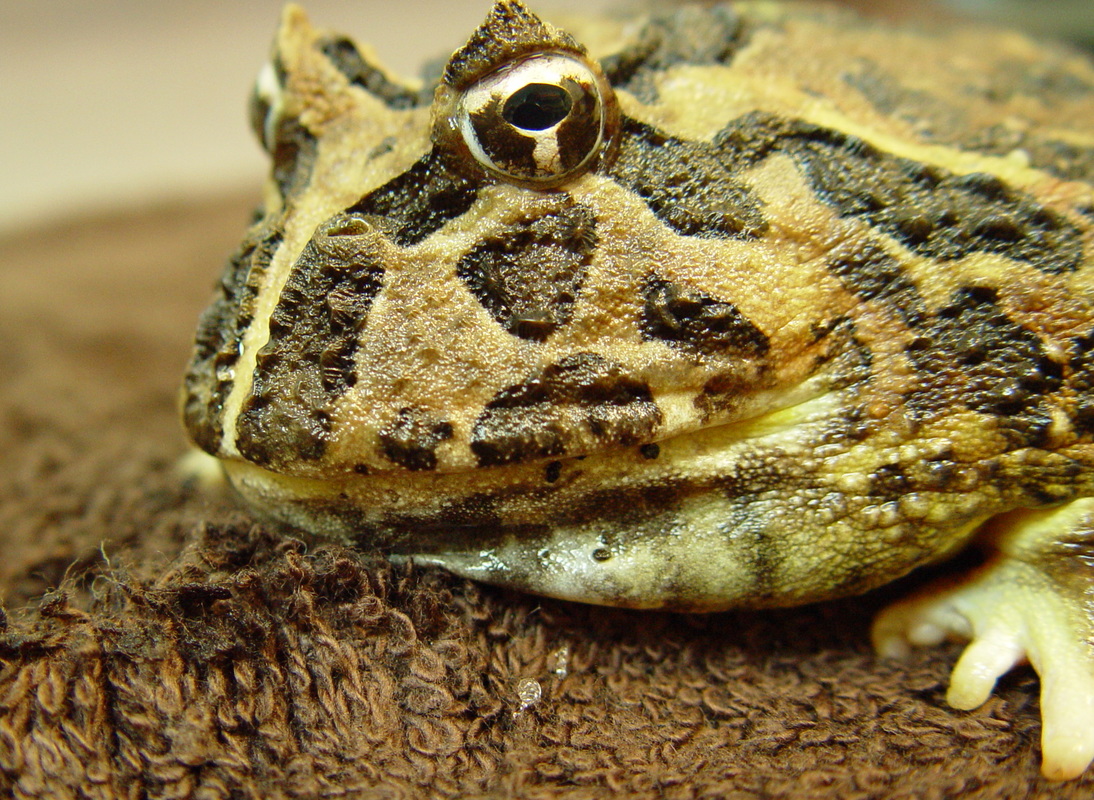 pictures of toads