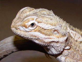 Bearded Dragon Humidity: The Ultimate Care Guide