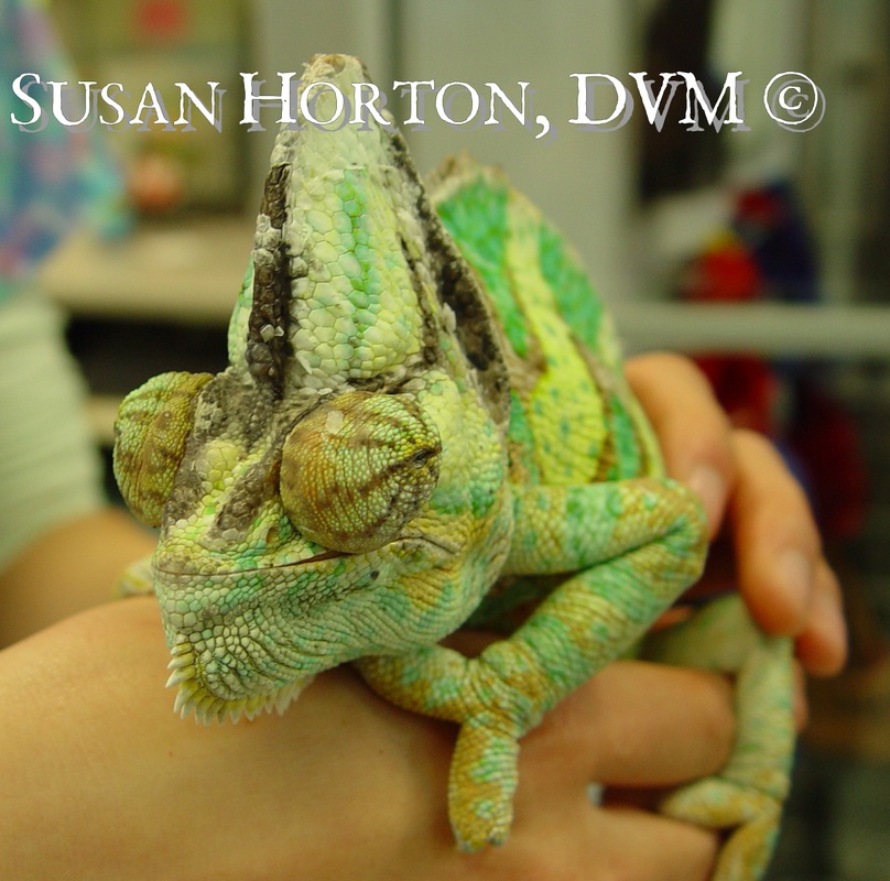 Veiled Chameleons- A Beautiful Exotic Pet - 2 Paws Up Inc.